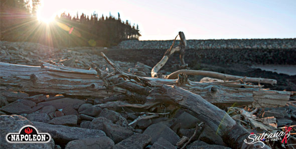 Driftwood on the beach